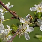 Biene in den Apfelblüten