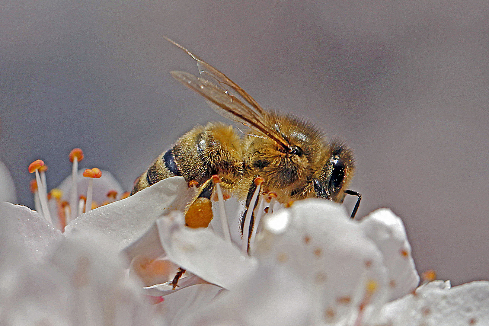 Biene in den Blüten der Zierkirschen