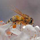 Biene in den Blüten der Zierkirschen