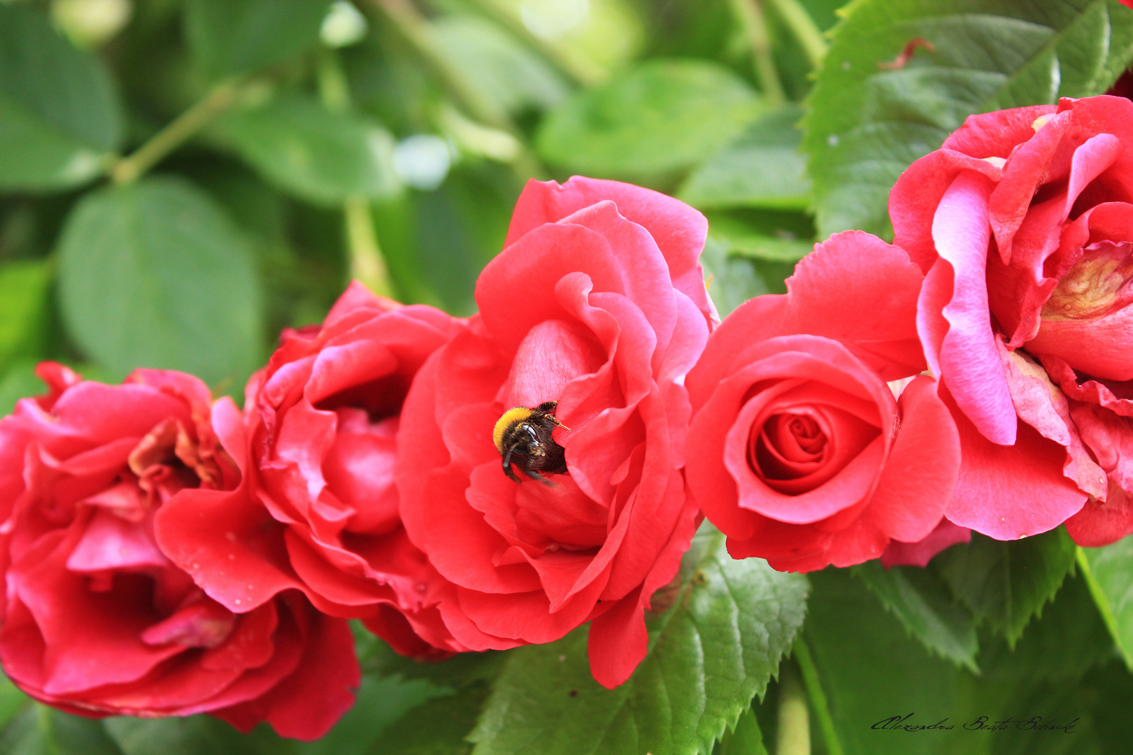 Biene in den Rosen