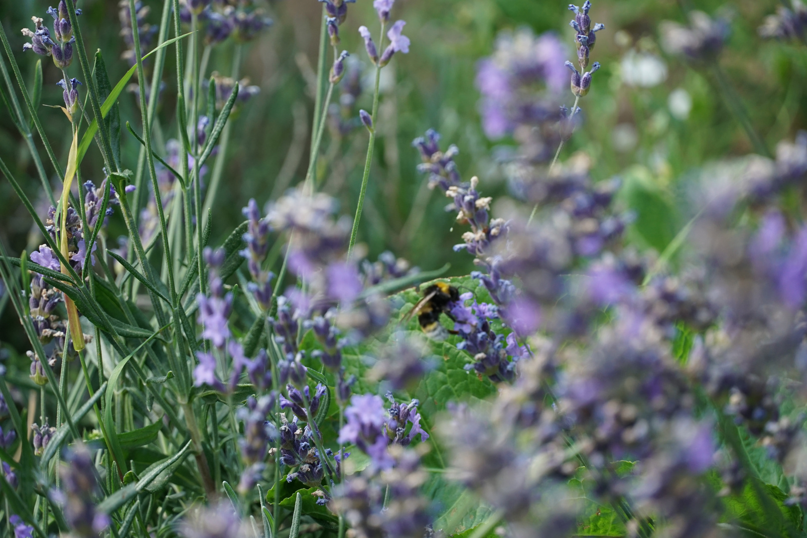 Biene in der Bienenwiese