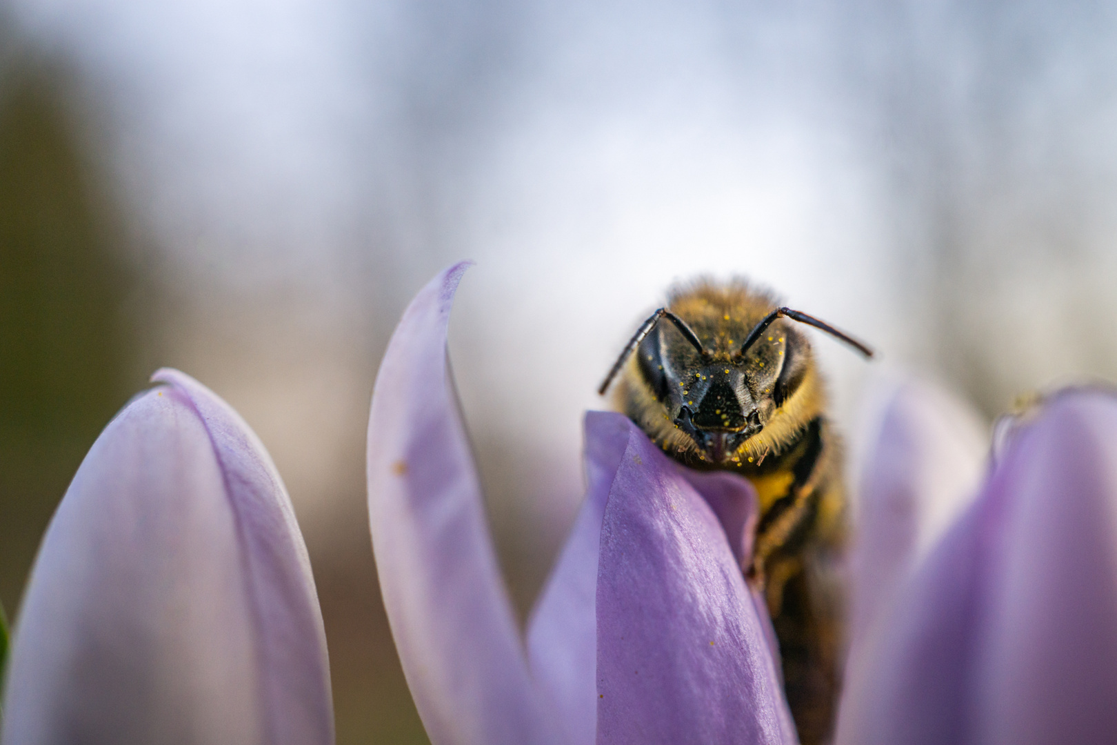 Biene in der Blüte