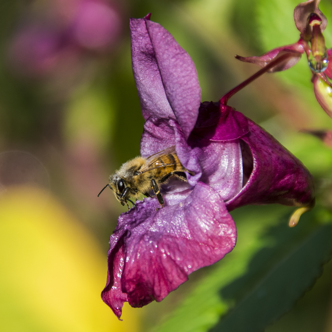 Biene in der Blüte