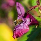 Biene in der Blüte