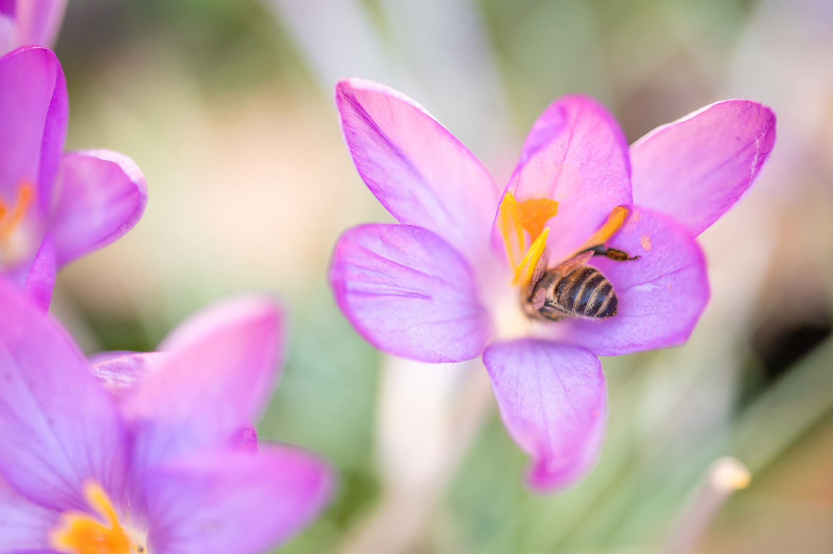 Biene in der Blüte