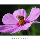 Biene in der Blüte