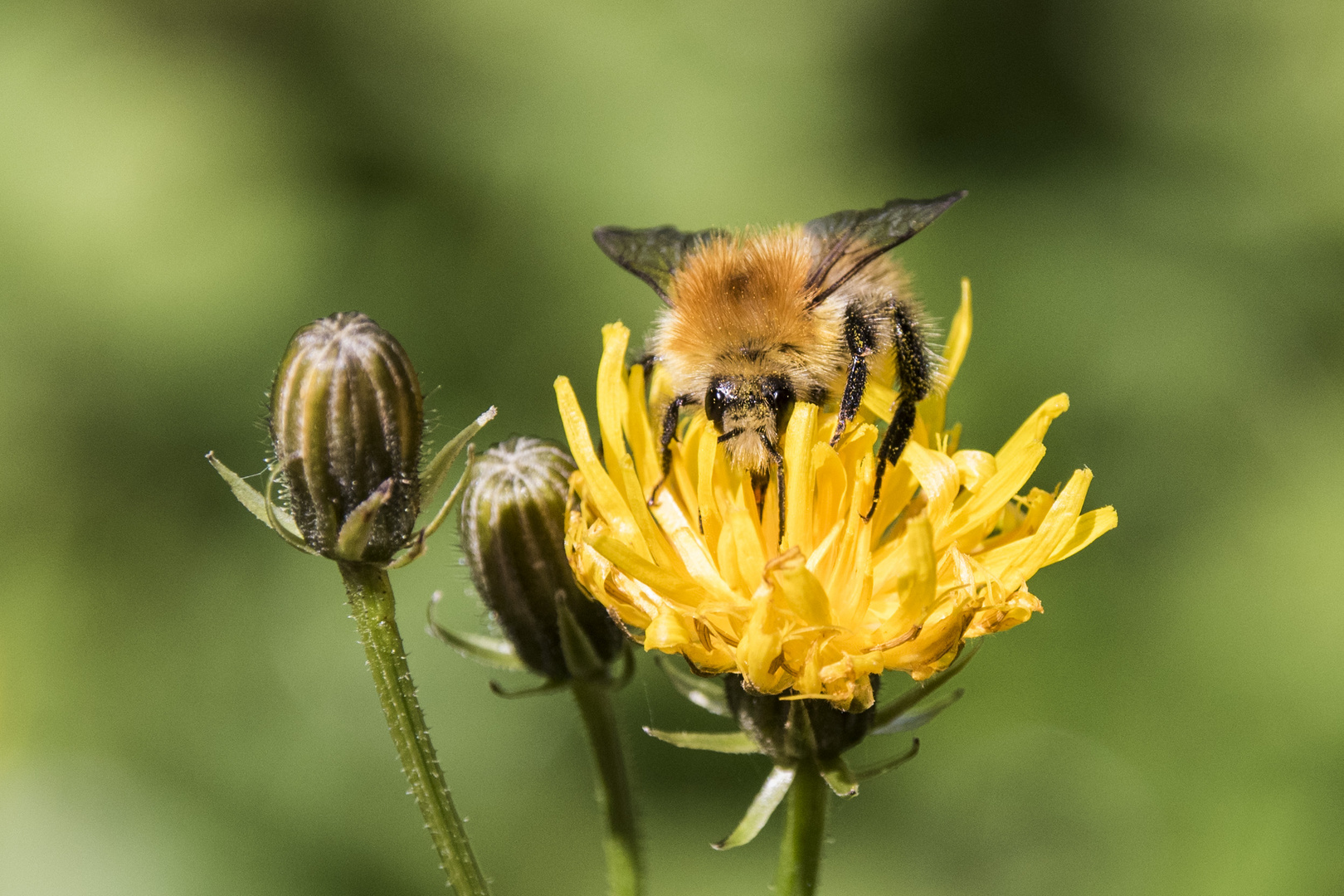 Biene in der Blüte