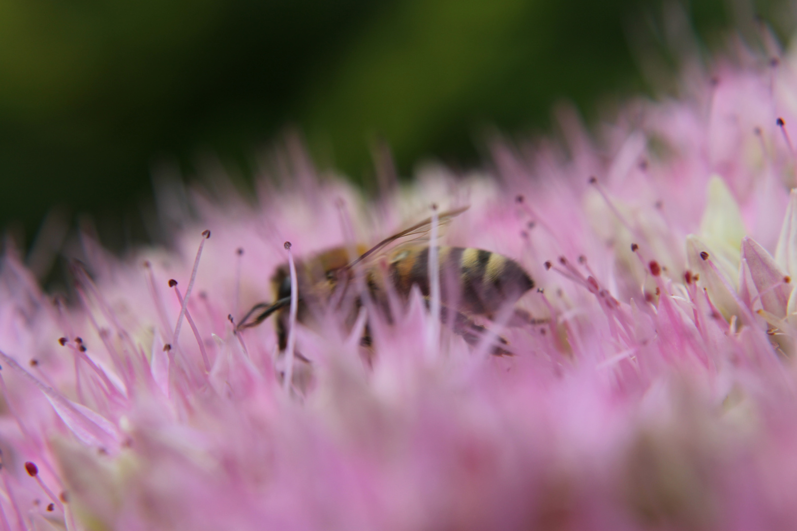 Biene in der Blüte