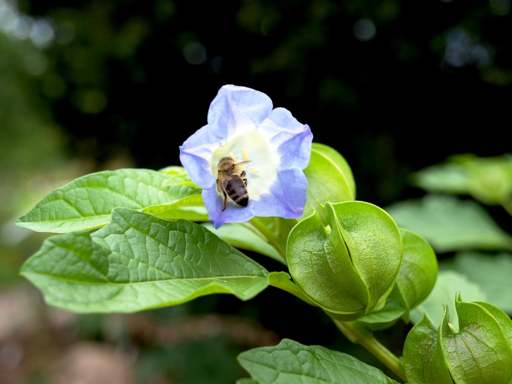 Biene in der Blüte