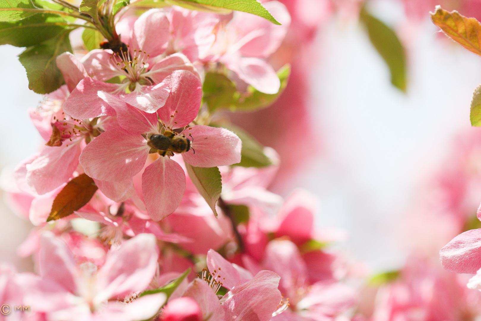 Biene in der Blüte