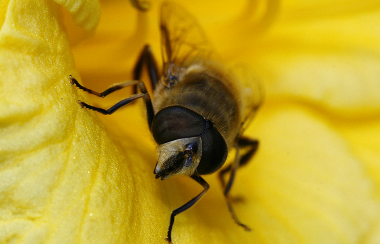 Biene in der Blüte