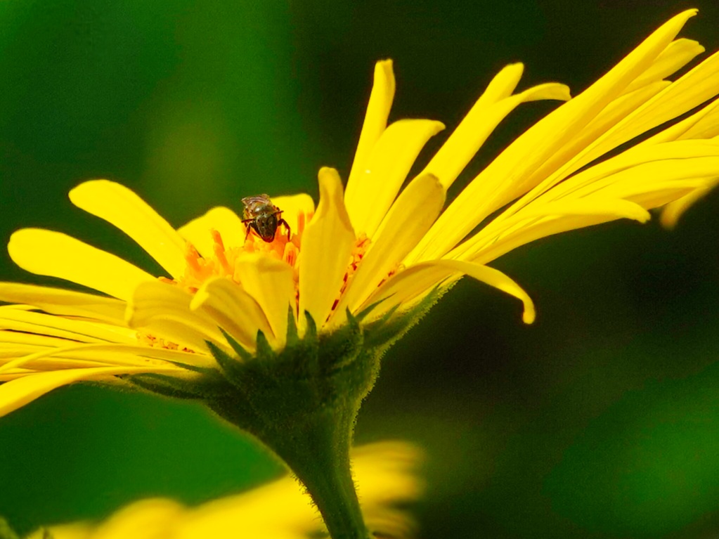 Biene in der Blüte 