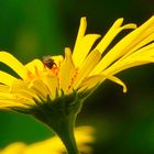 Biene in der Blüte 