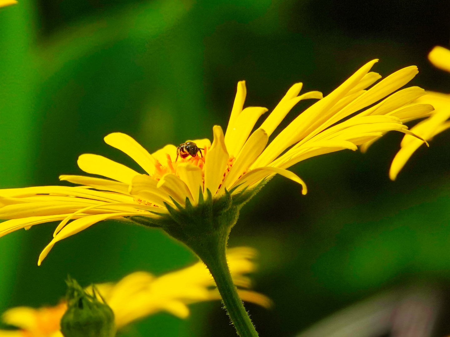 Biene in der Blüte 