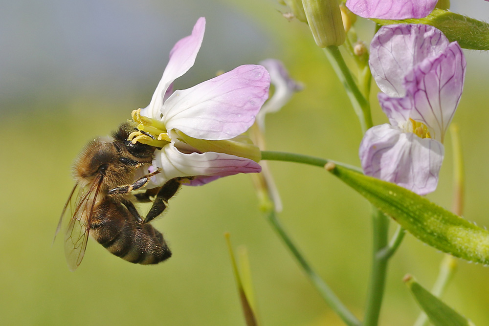 Biene in der Blüte eingetaucht