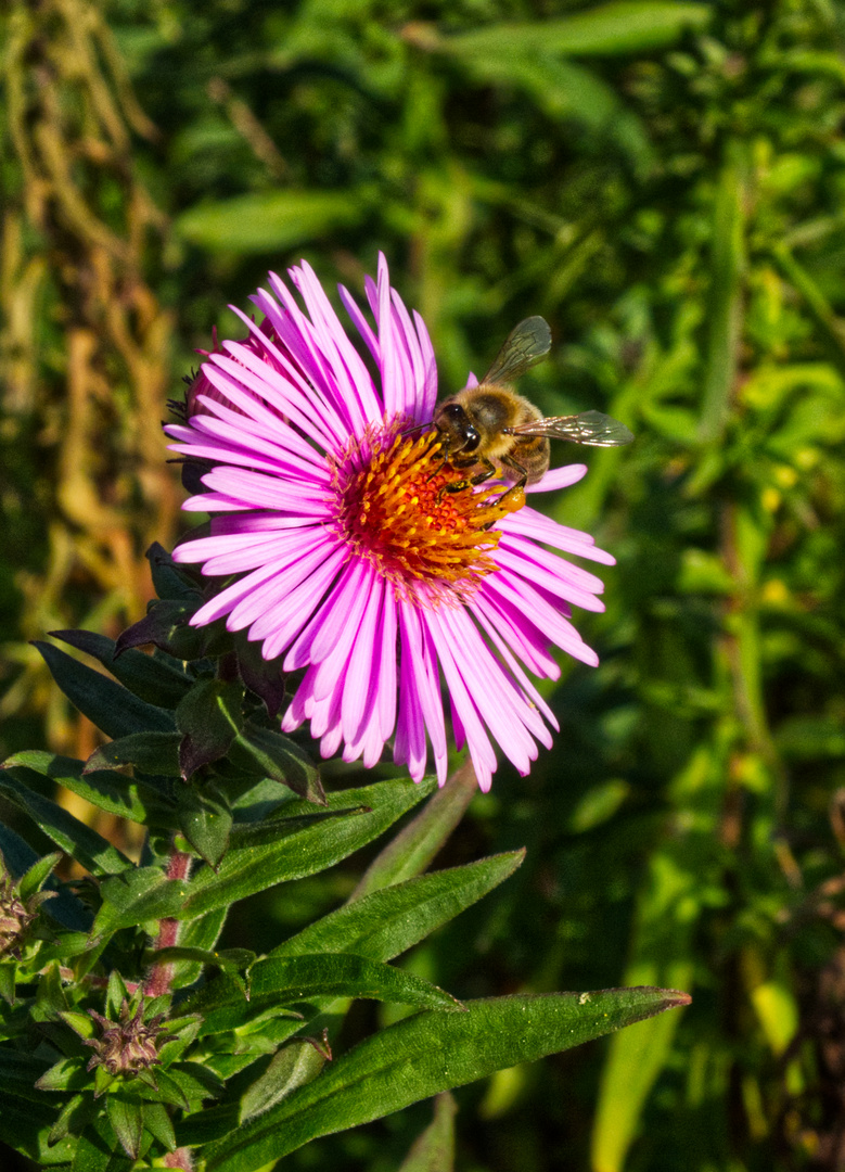 Biene in der Blume 