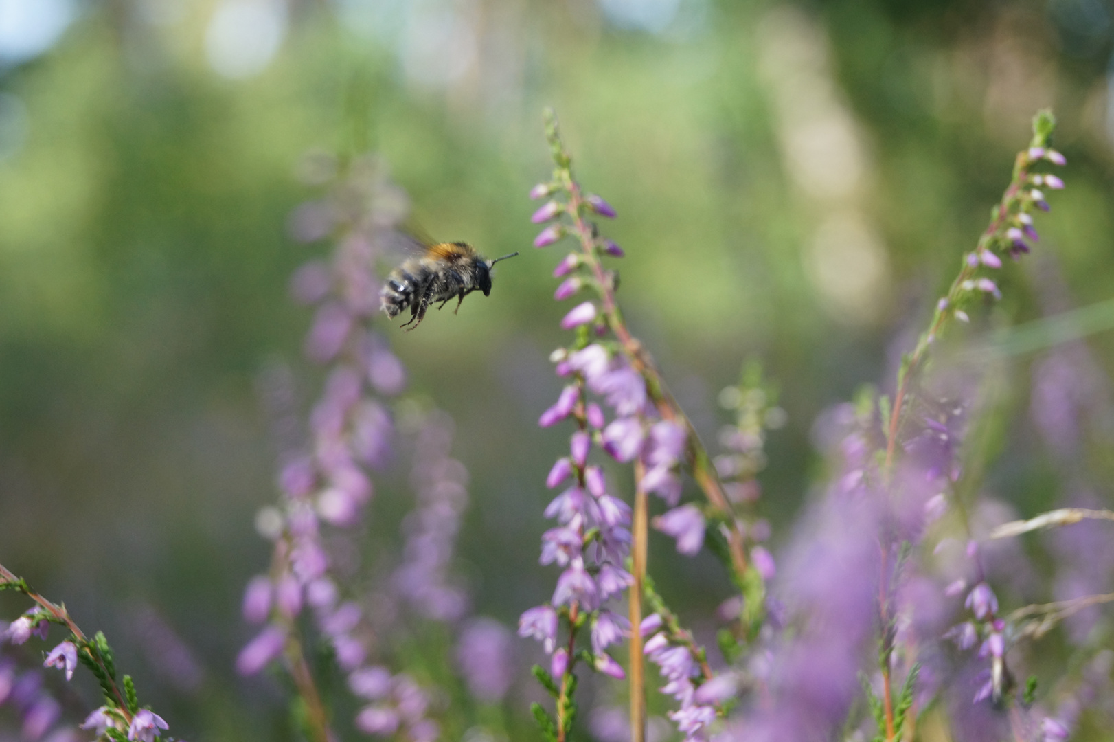 Biene in der Heide 