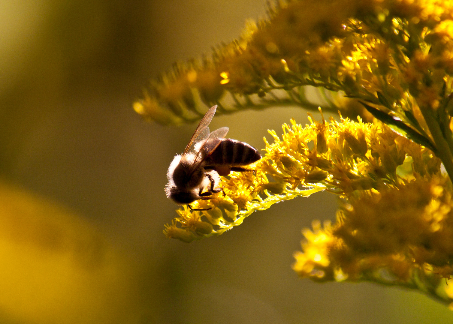 Biene in der Herbstsonne