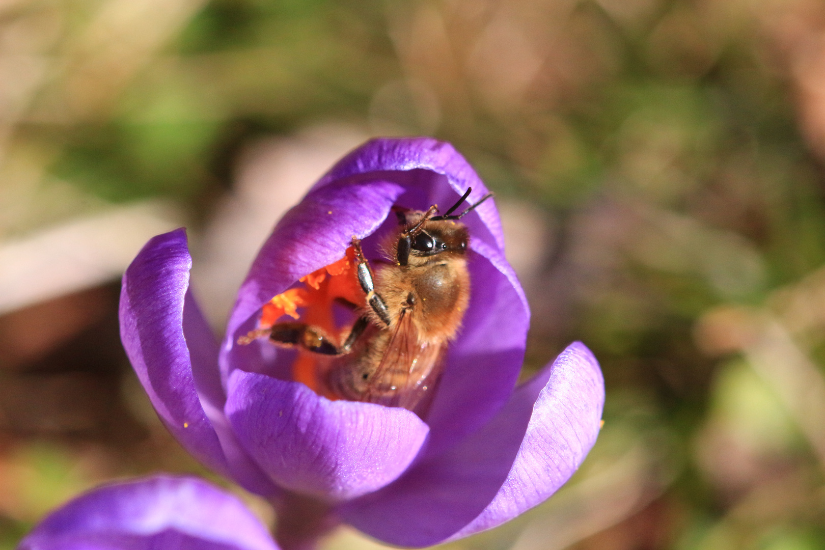 Biene in der Krokusblüte