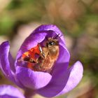 Biene in der Krokusblüte