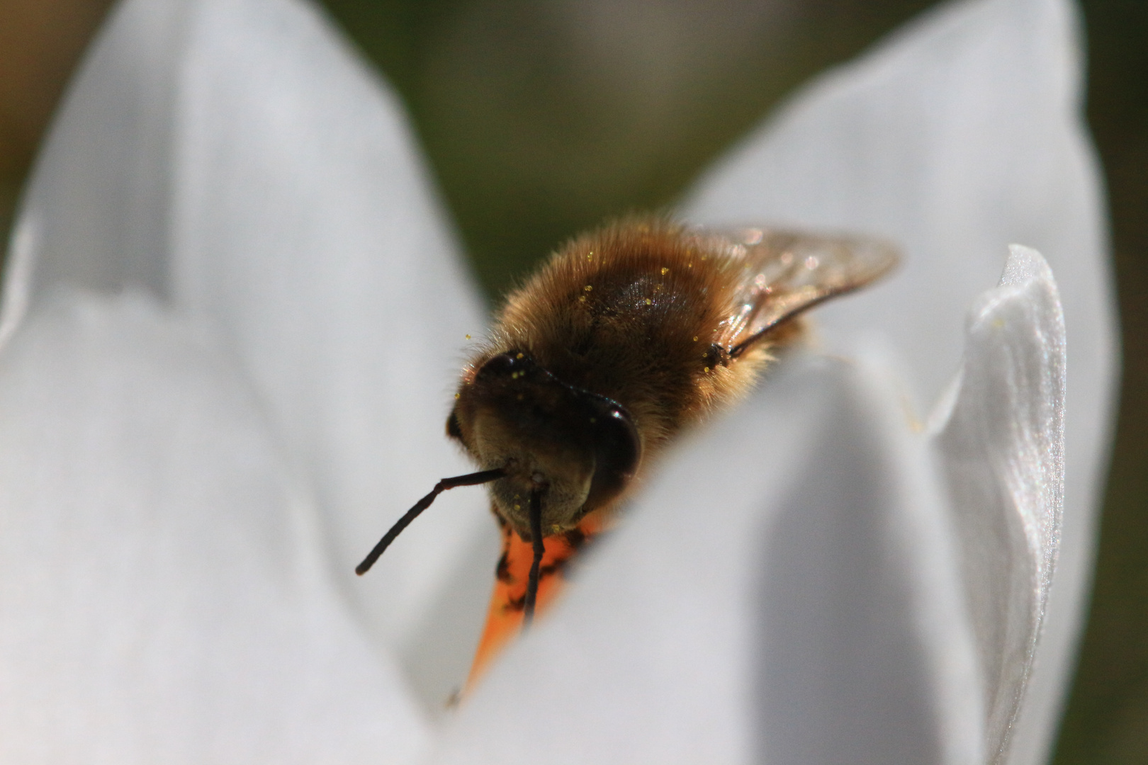 Biene in der Krokusblüte