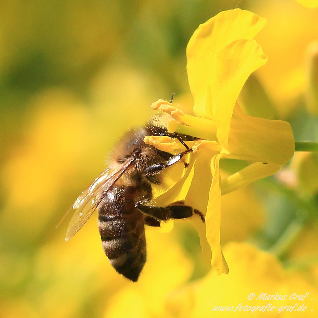 Biene in der Rapsblüte