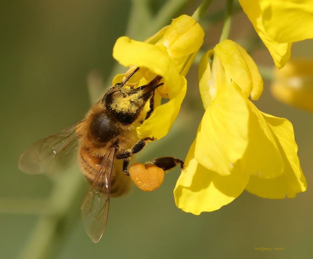 Biene in der Rapsblüte