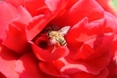 Biene in der Rose