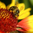 Biene in der Sommersonne
