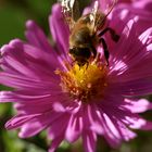 Biene in einer Blüte