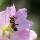 Biene in einer Malvenblüte