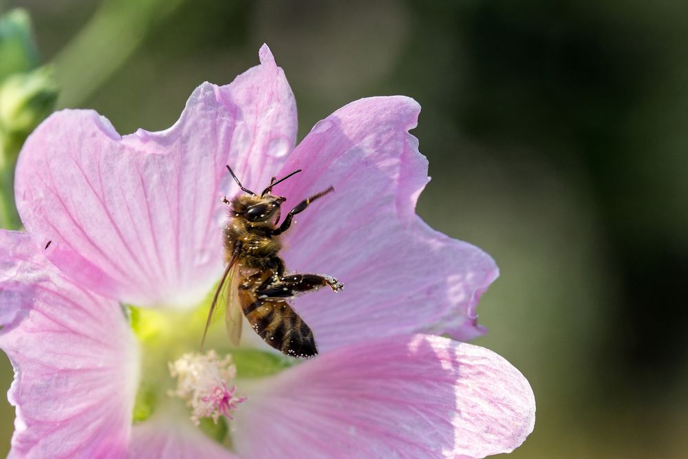Biene in einer Malvenblüte