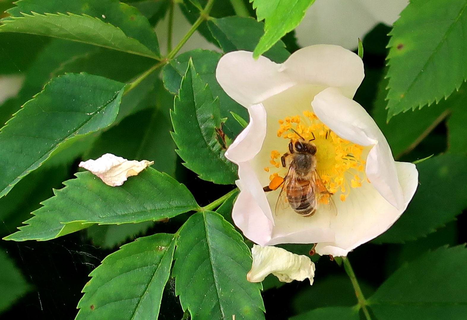 Biene in einer Rosenblüte