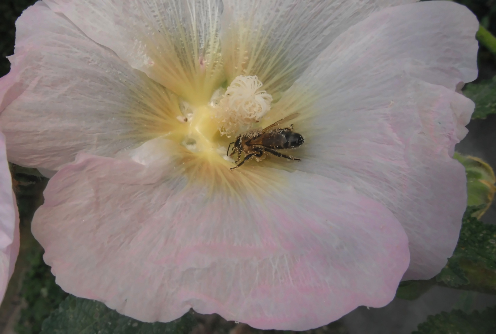 Biene in einer Stockrosenblüte