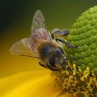 Biene in Gelb