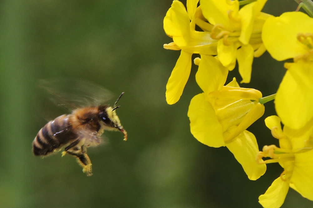 Biene in "Gelb" im Anflug