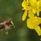 Biene in "Gelb" im Anflug