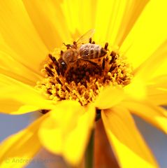 Biene in gelber Blüte