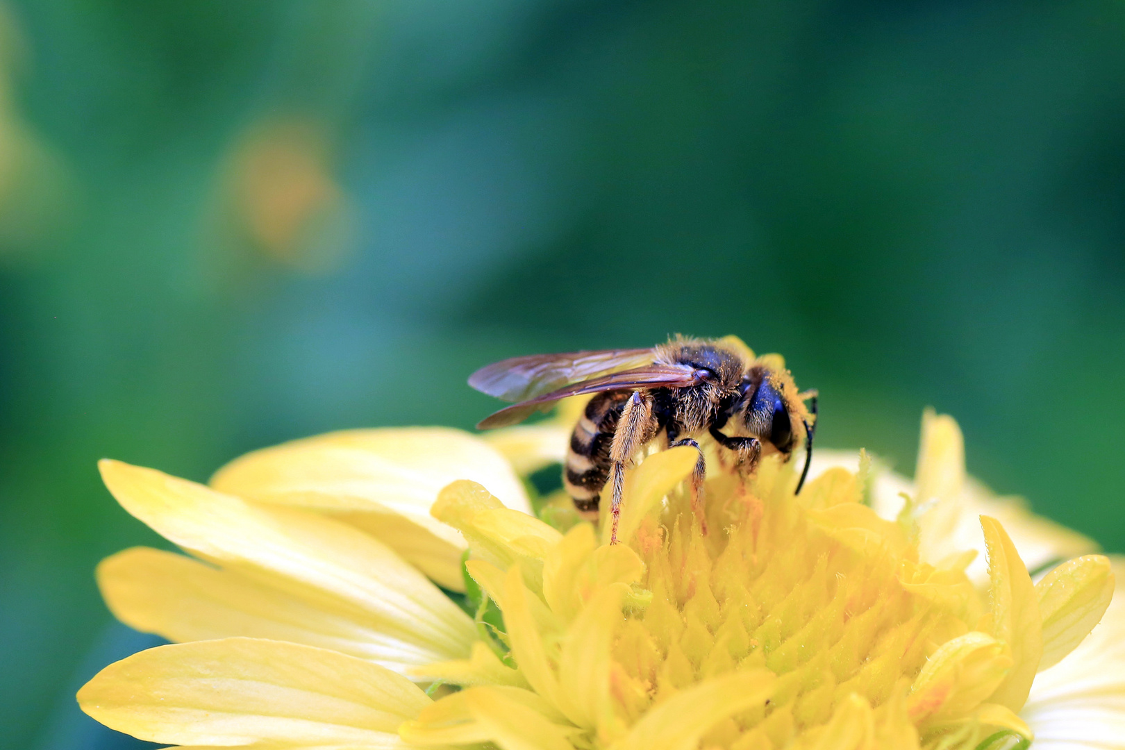 Biene in gelber Blüte