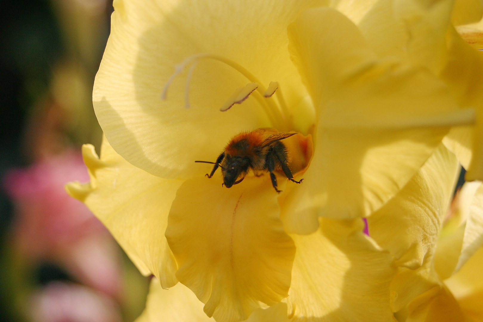 Biene in Gladiole