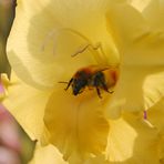 Biene in Gladiole