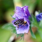 Biene in Glockenblume