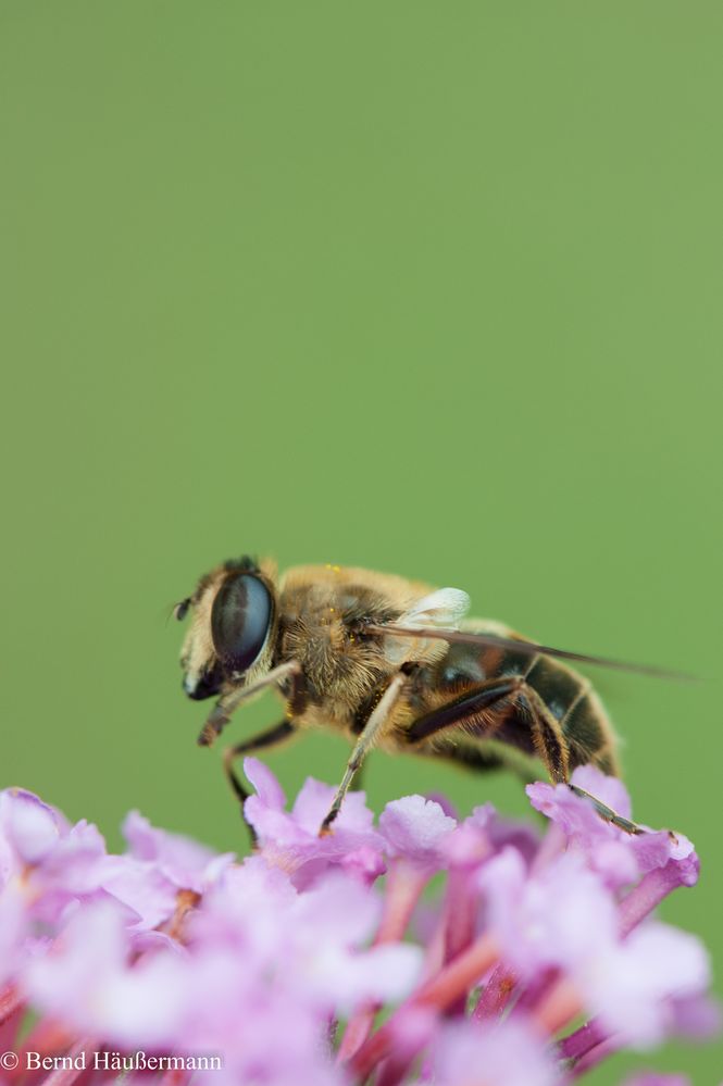 Biene in Grün