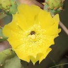 Biene in Kaktusblüte