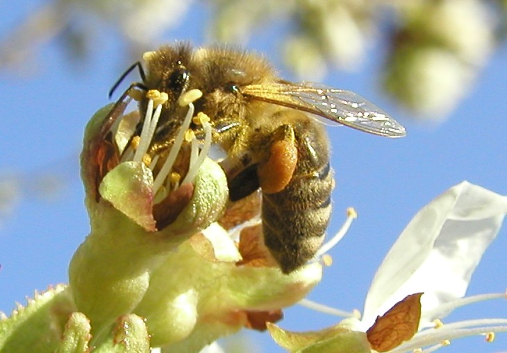 Biene in Kirschblüte