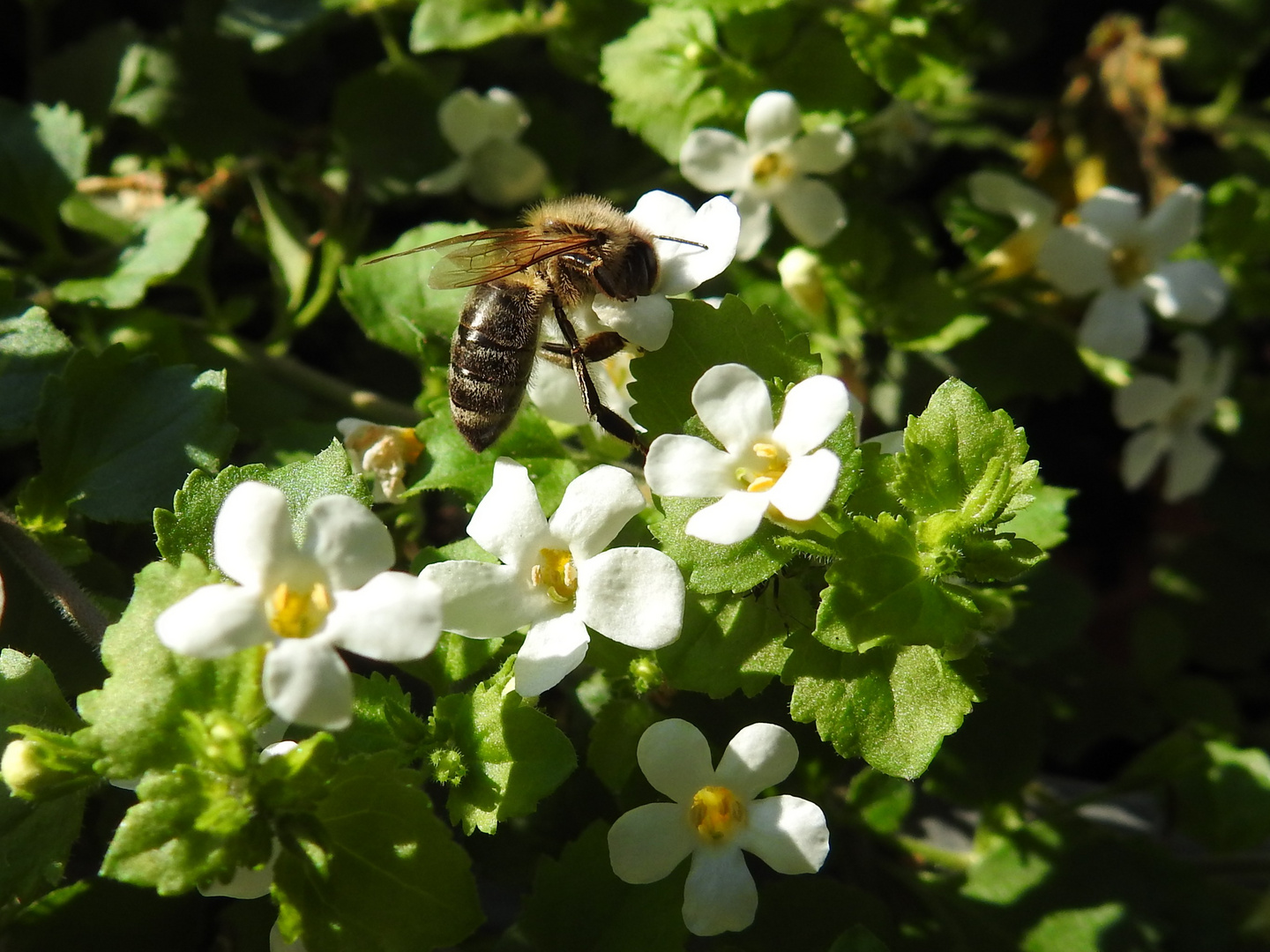 Biene in kleinen Blüten