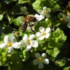 Biene in kleinen Blüten