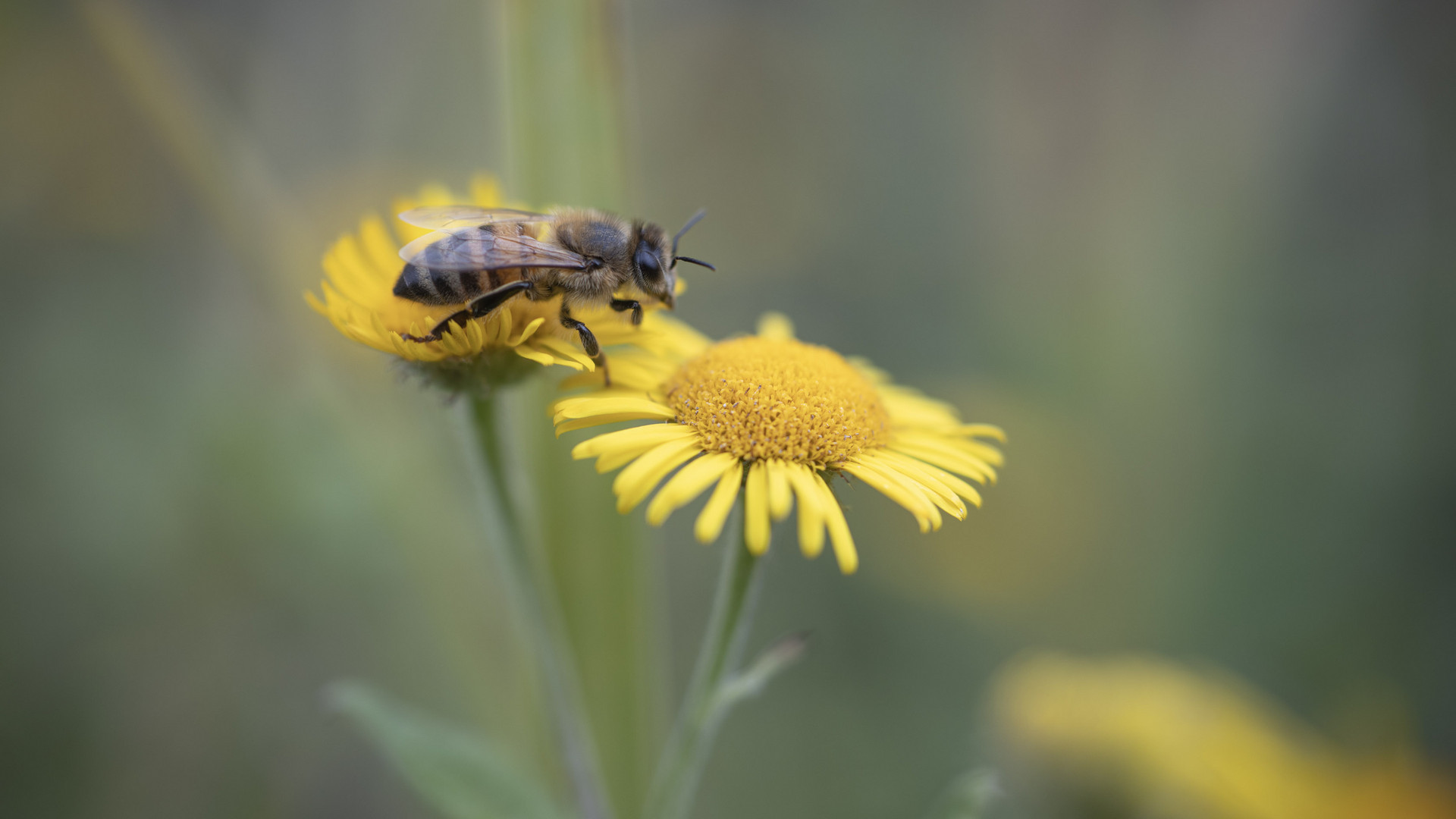 Biene in knapper Schärfe