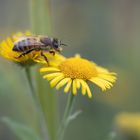 Biene in knapper Schärfe