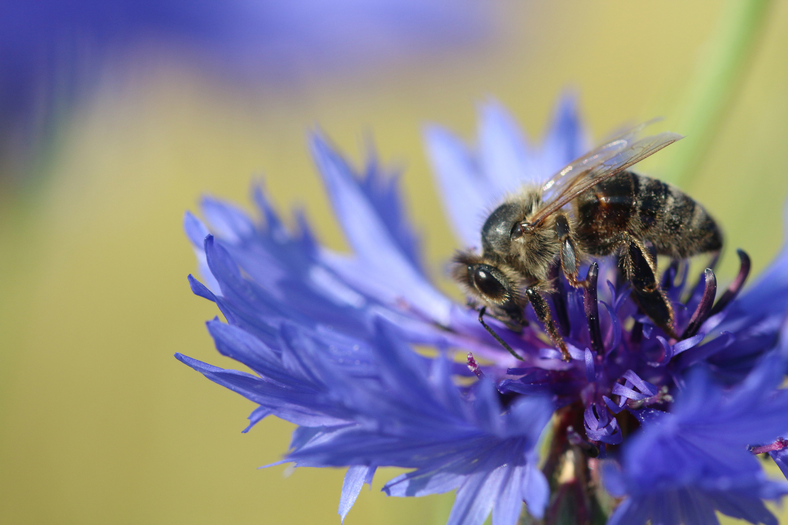 Biene in Kornblume